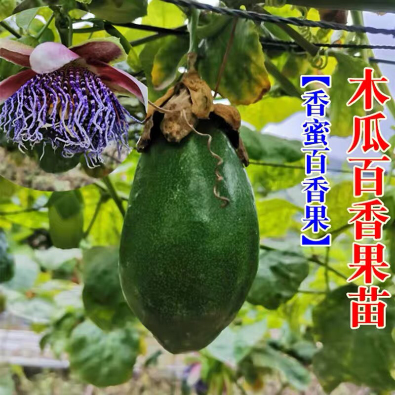 木瓜百香果荔枝味百香果苗台农百香果苗芭乐味黄金百香果苗