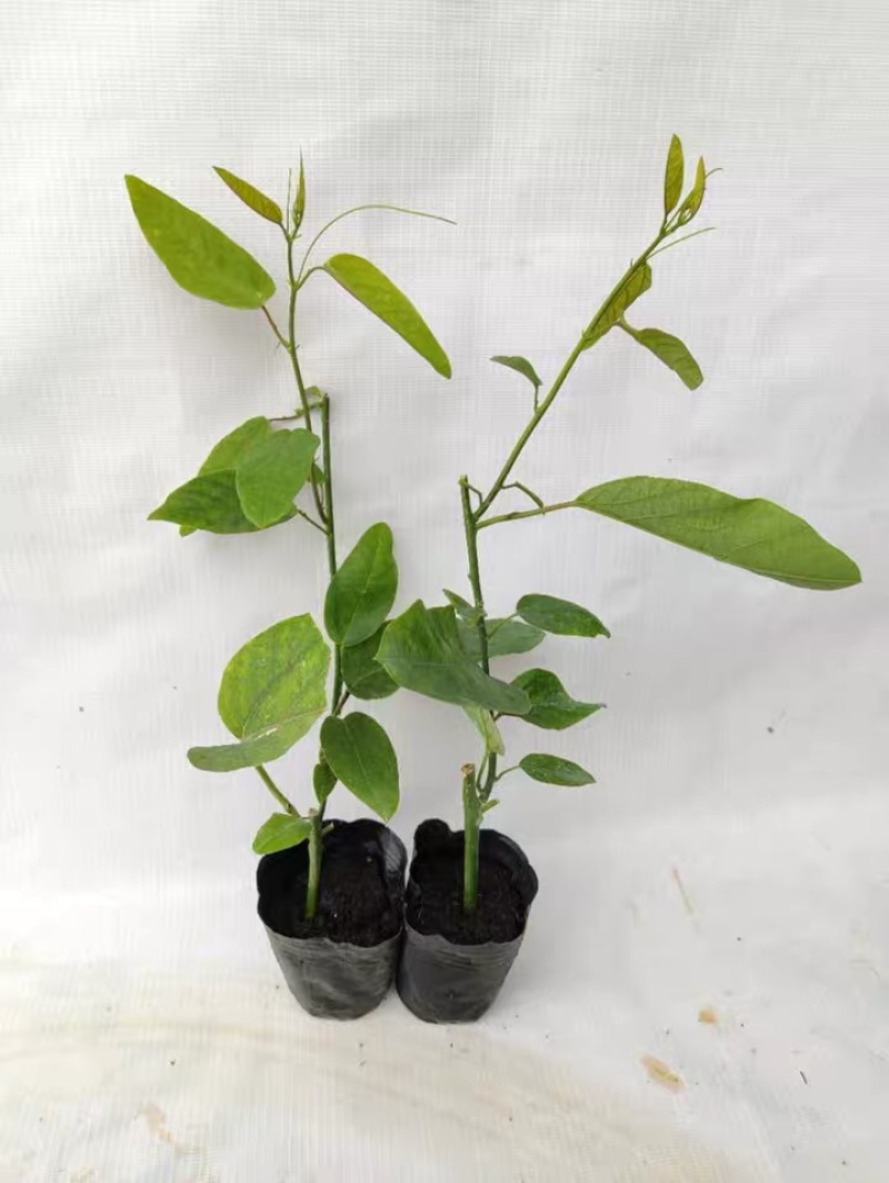木瓜百香果荔枝味百香果苗台农百香果苗芭乐味黄金百香果苗