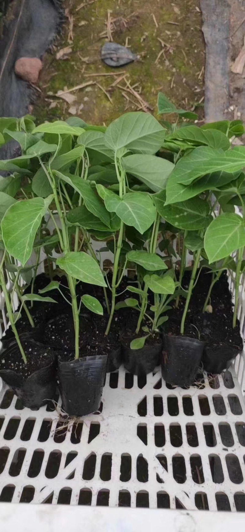 木瓜百香果荔枝味百香果苗台农百香果苗芭乐味黄金百香果苗