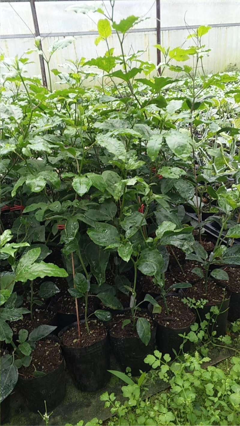 木瓜百香果荔枝味百香果苗台农百香果苗芭乐味黄金百香果苗