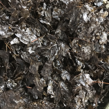 苦丁茶苦丁茶中药材批发量大包苦丁茶包邮量大邮