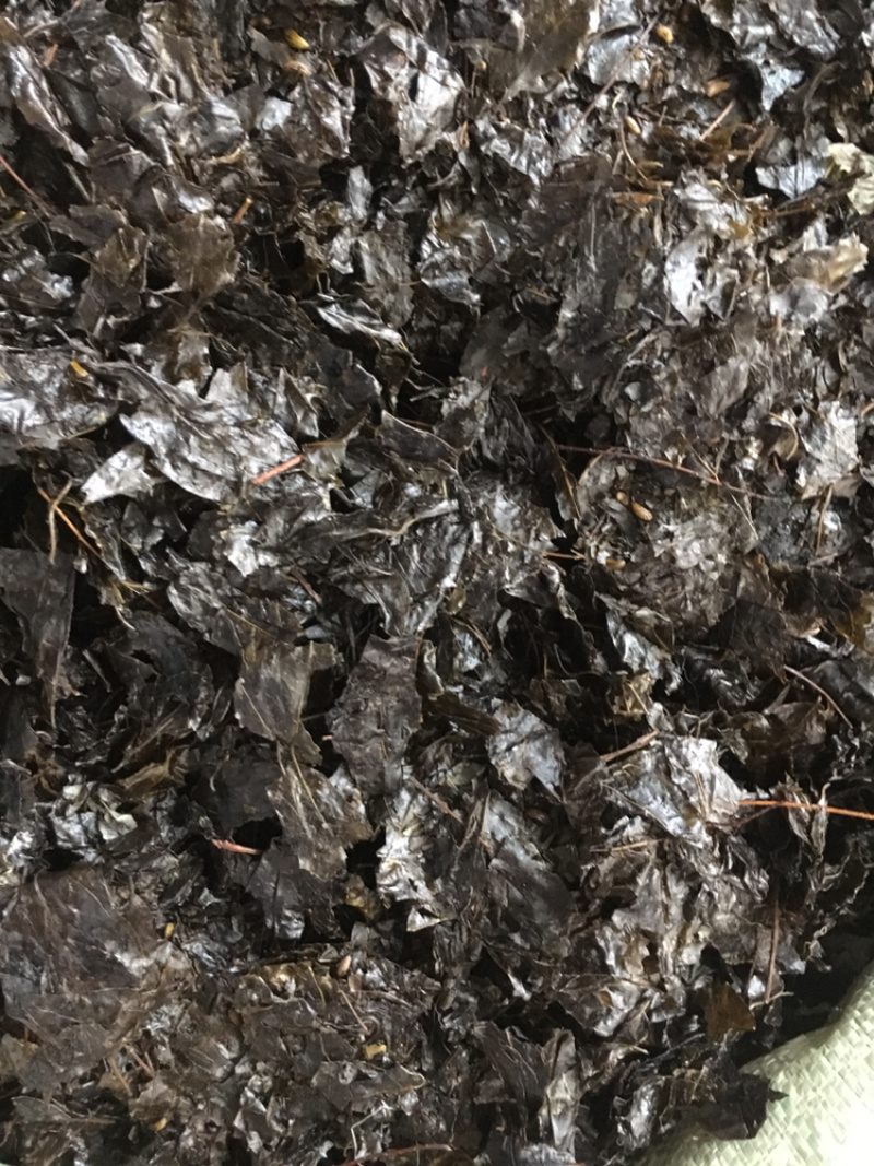 苦丁茶苦丁茶中药材批发量大包苦丁茶包邮量大邮