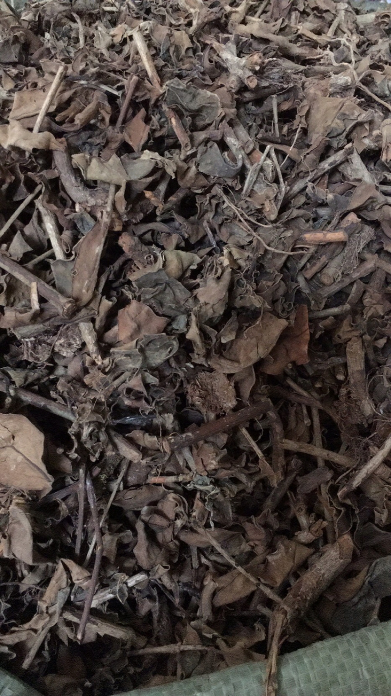 苦丁茶苦丁茶中药材批发量大包苦丁茶包邮量大邮