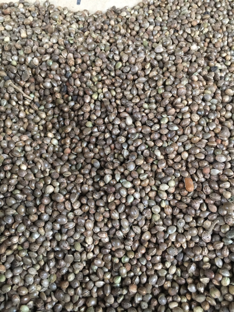 火麻仁中药材批发量大包邮
