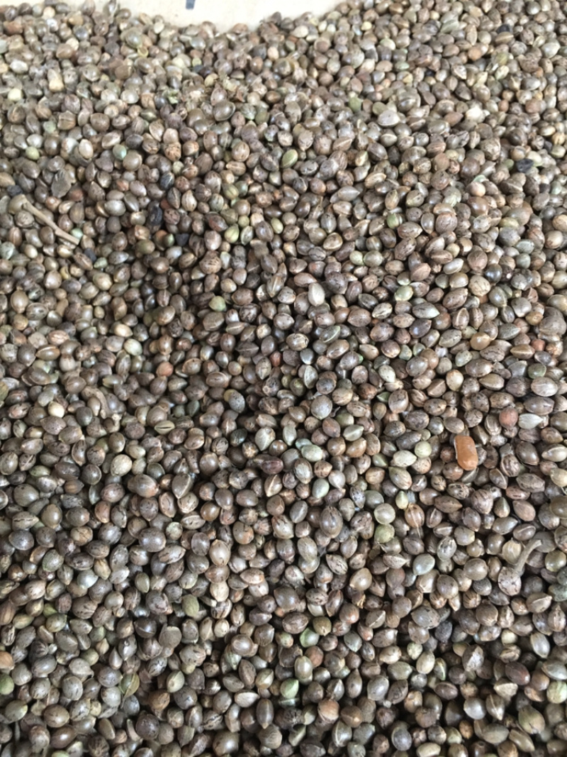 火麻仁中药材批发量大包邮