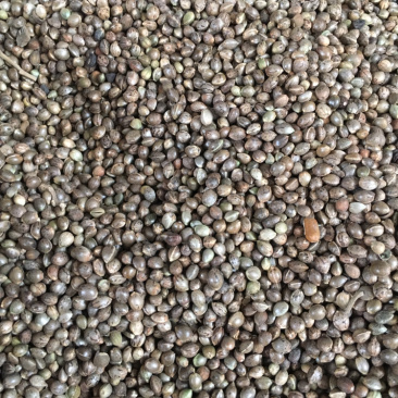火麻仁中药材批发量大包邮