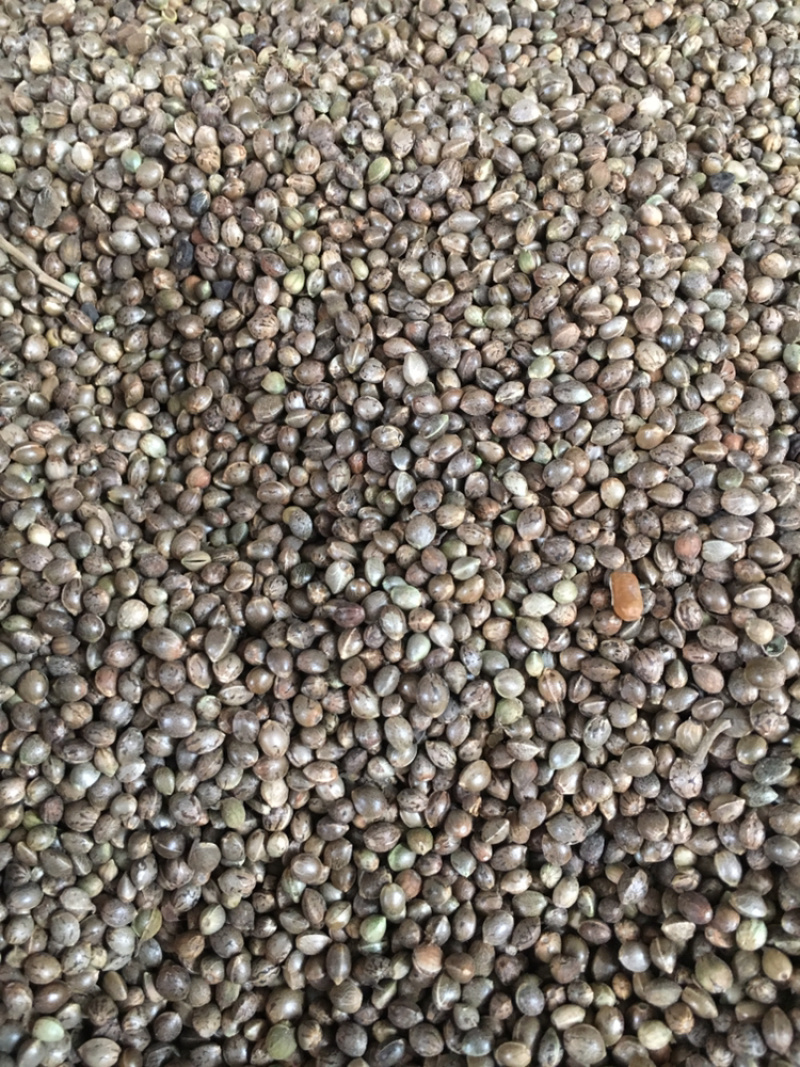 火麻仁中药材批发量大包邮