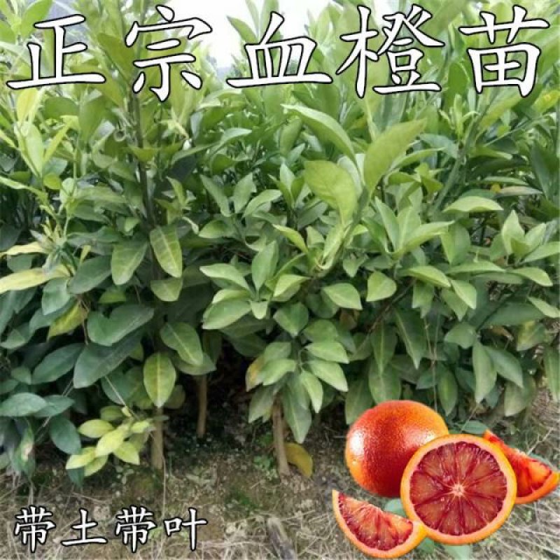 新品种水果树苗血橙树苗嫁接果树苗