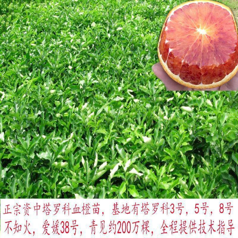 新品种水果树苗血橙树苗嫁接果树苗
