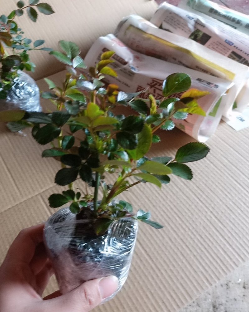 玫瑰苗红玫瑰花苗红色玫瑰花卡罗拉切花月季盆栽地栽花期带