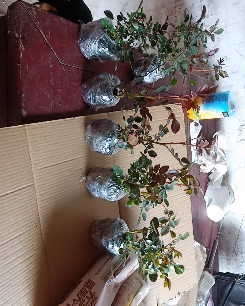 玫瑰苗红玫瑰花苗红色玫瑰花卡罗拉切花月季盆栽地栽花期带