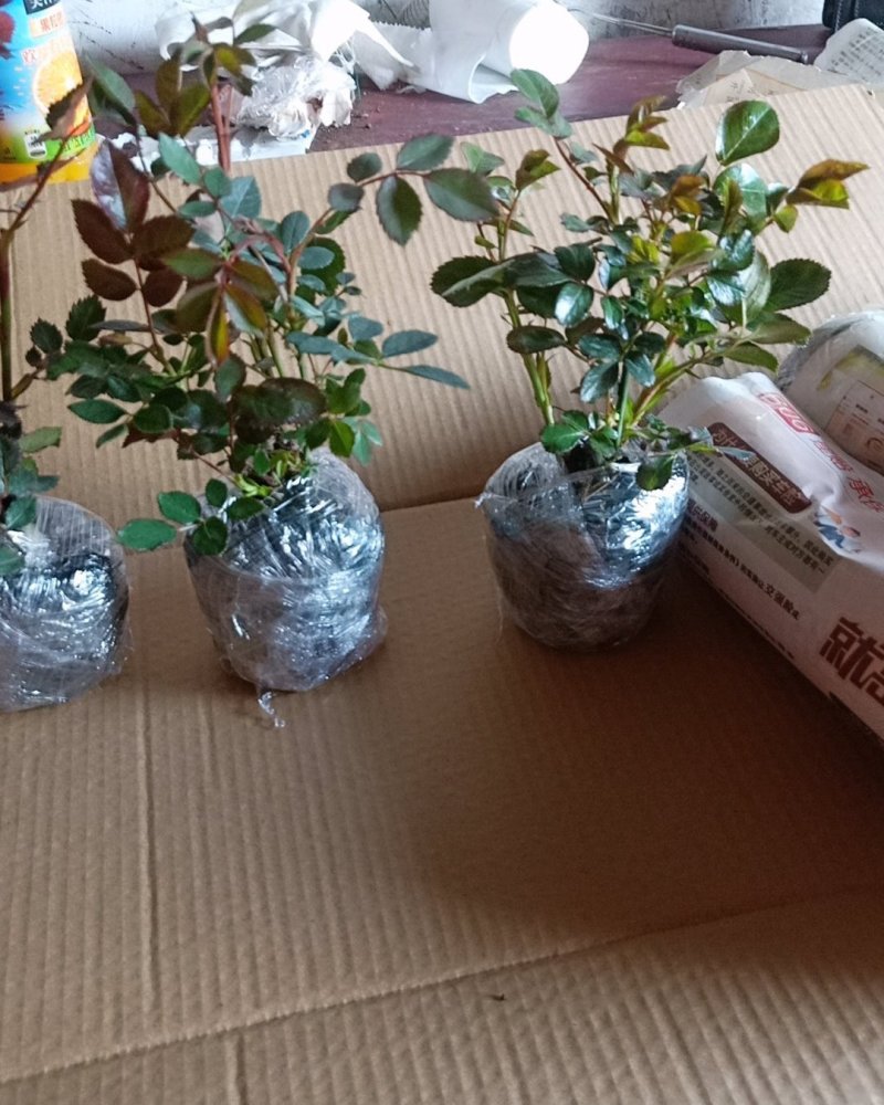 玫瑰苗红玫瑰花苗红色玫瑰花卡罗拉切花月季盆栽地栽花期带