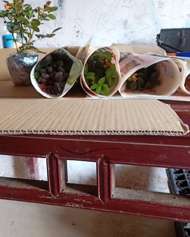 玫瑰苗红玫瑰花苗红色玫瑰花卡罗拉切花月季盆栽地栽花期带