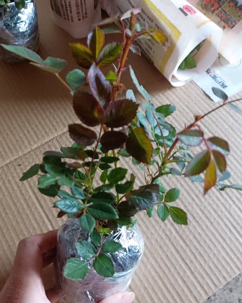 玫瑰苗红玫瑰花苗红色玫瑰花卡罗拉切花月季盆栽地栽花期带