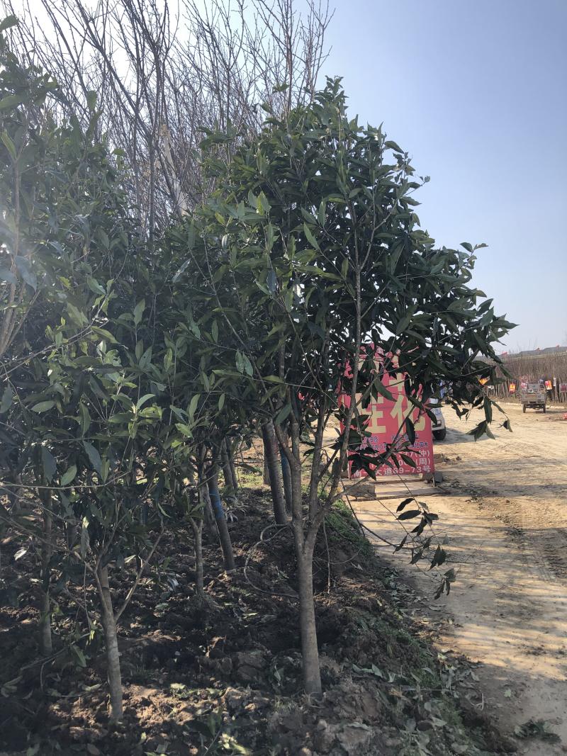 精品桂花四季桂金桂丹桂规格齐全质量保证