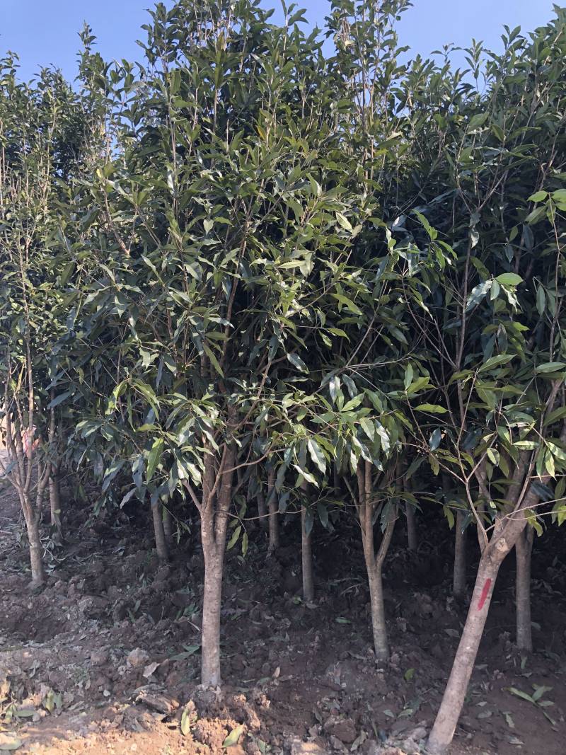 精品桂花四季桂金桂丹桂规格齐全质量保证