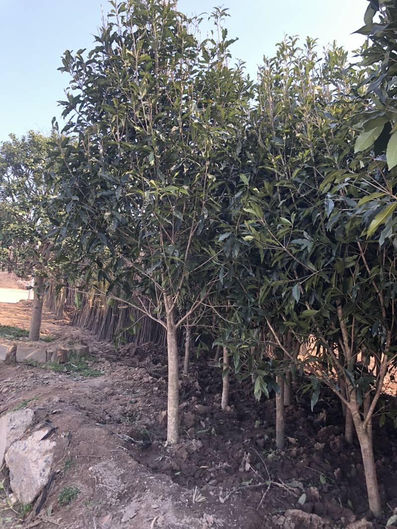 精品桂花四季桂金桂丹桂规格齐全质量保证