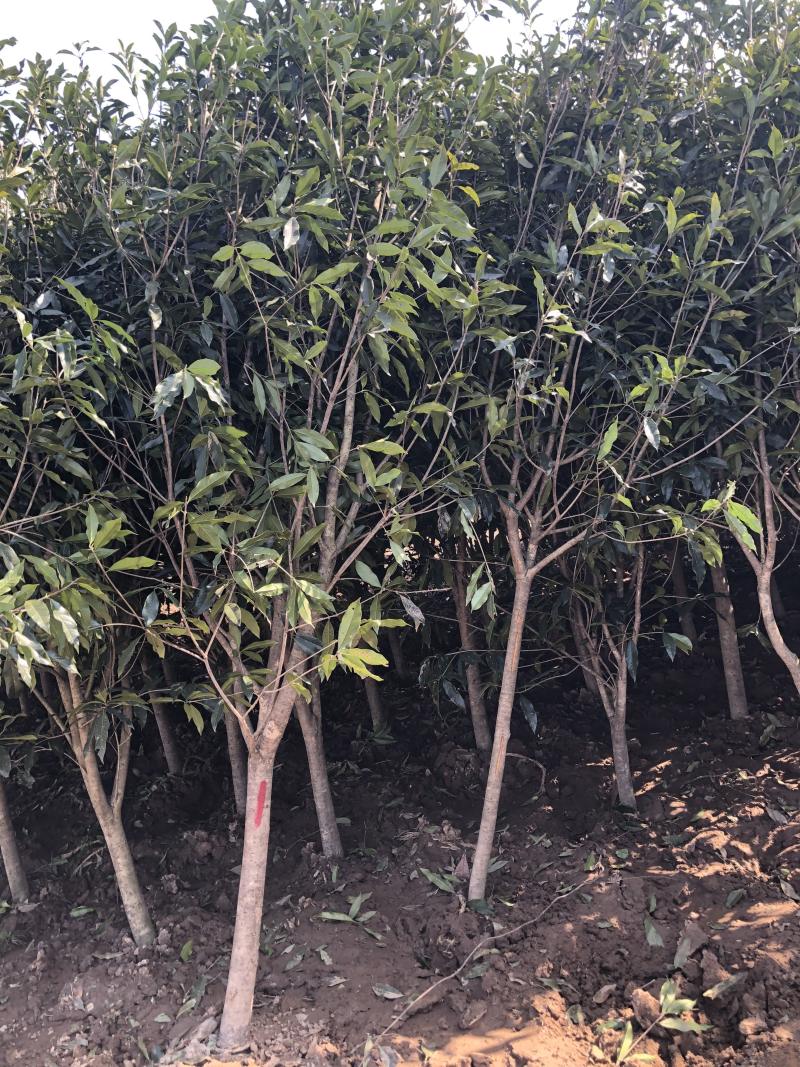 精品桂花四季桂金桂丹桂规格齐全质量保证