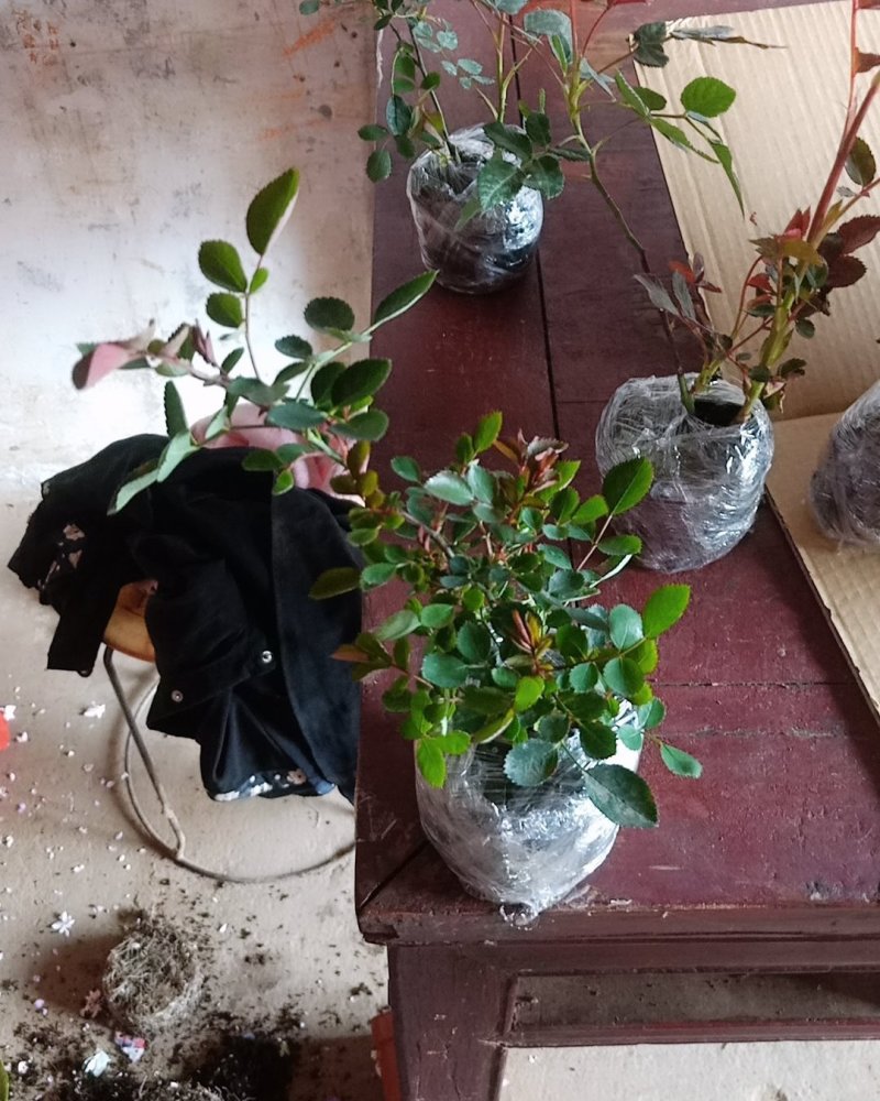 玫瑰苗红玫瑰花苗红色玫瑰花卡罗拉切花月季盆栽地栽花期带