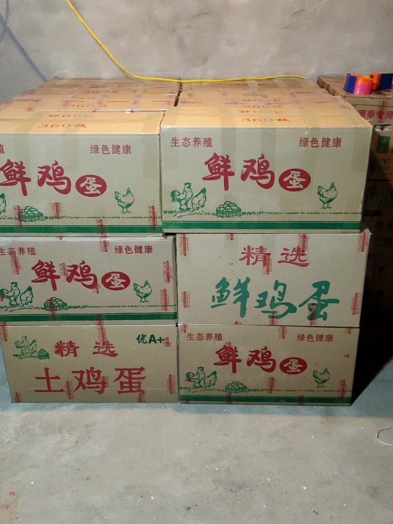 血毛土鸡受精种蛋可孵化人工受精新鲜土鸡蛋
