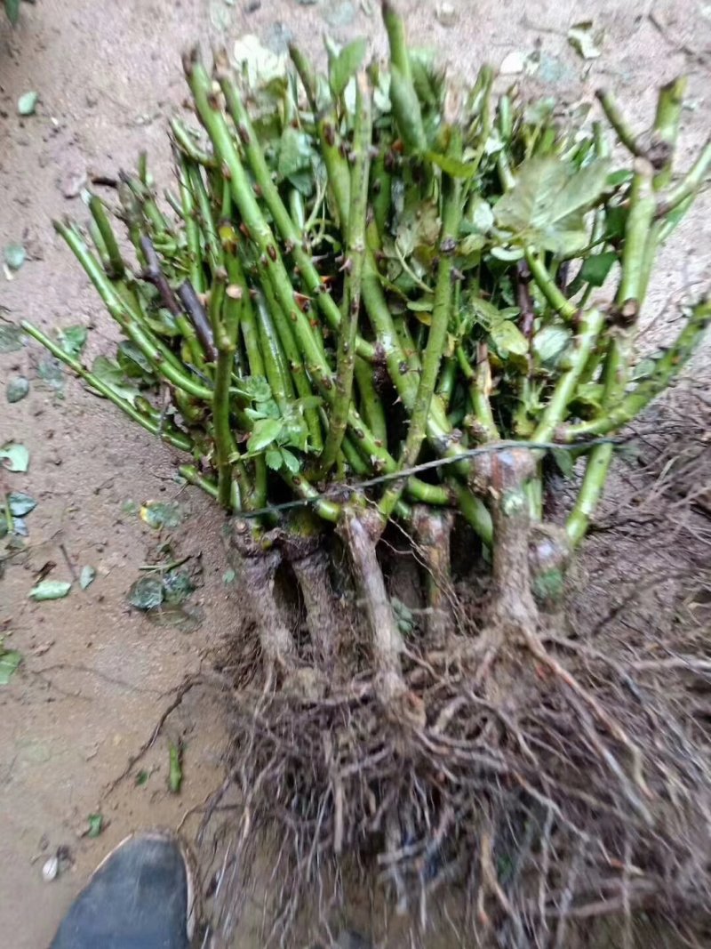 各种玫瑰花苗花色齐全花期长基地直销量大从优