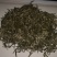 福鼎小叶白茶，萃芽