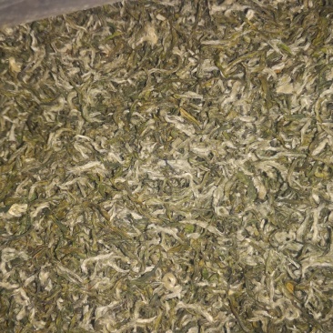 福鼎小叶白茶，萃芽