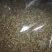 福鼎小叶白茶，萃芽