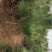 黑松，绿化乔木，风水树。可做造型。荒山绿化。