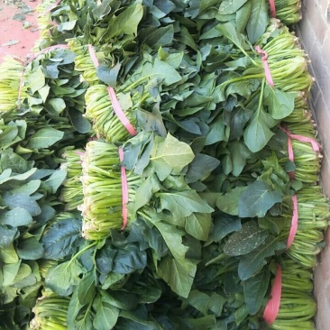 山东菠菜