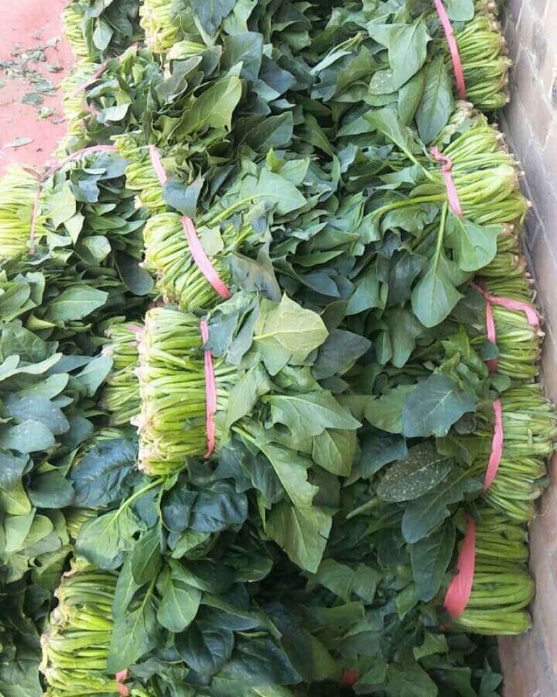 山东菠菜