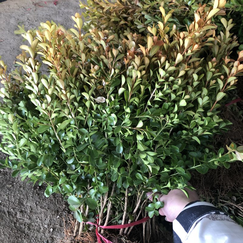 精品小叶黄杨小叶黄杨毛球工程用苗基地直销