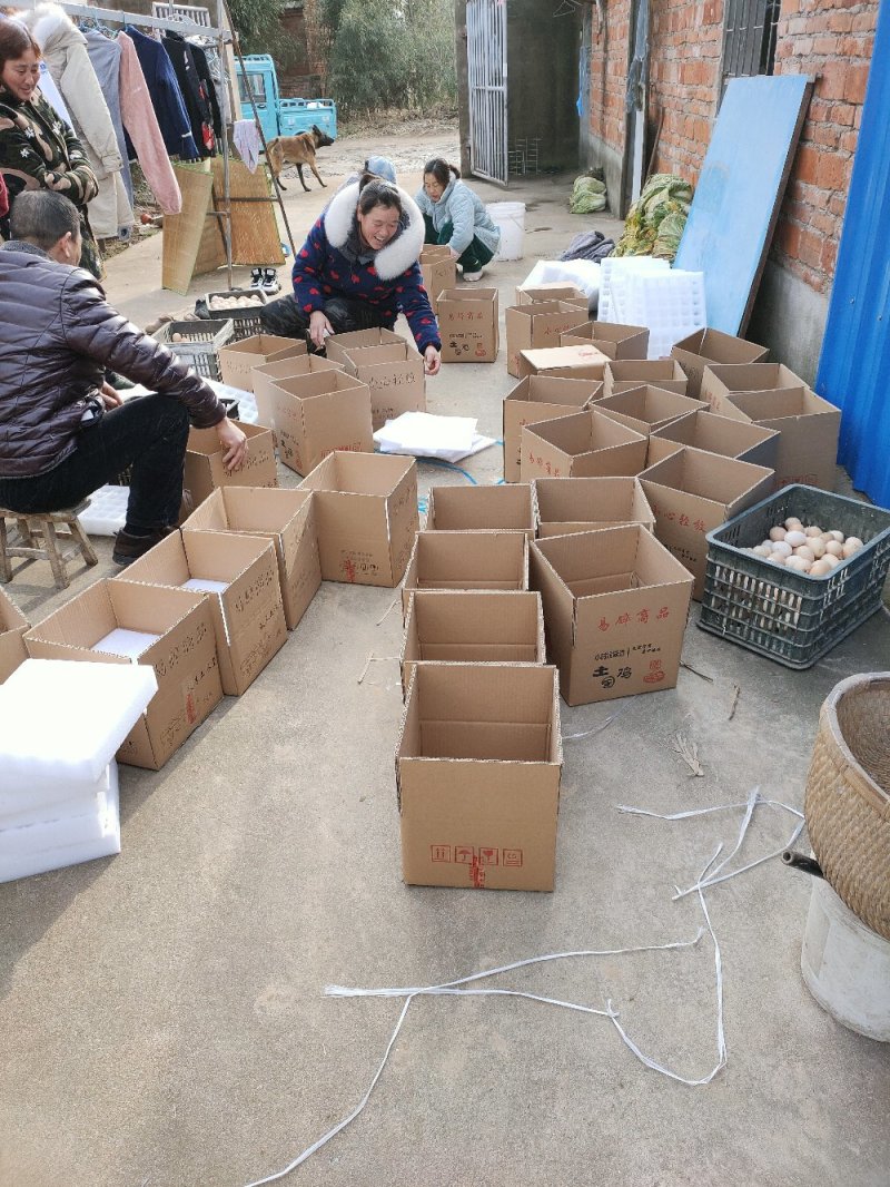 血毛土鸡受精种蛋可孵化人工受精新鲜土鸡蛋