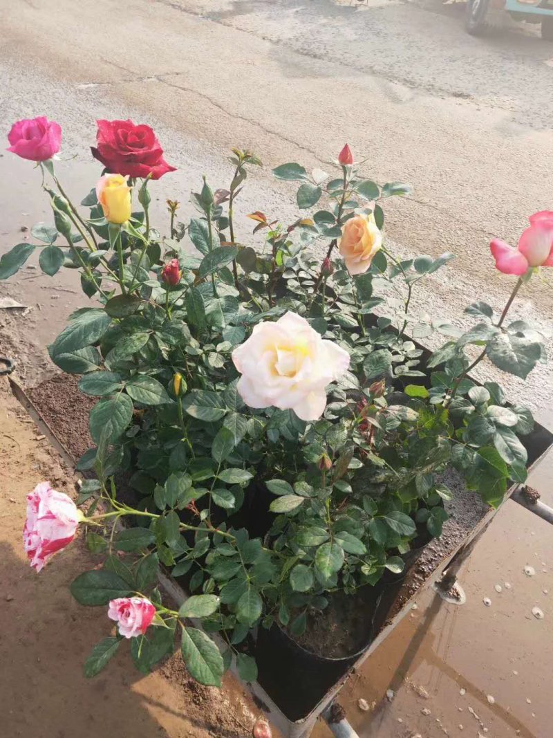 各种玫瑰花苗花色齐全花期长基地直销量大从优