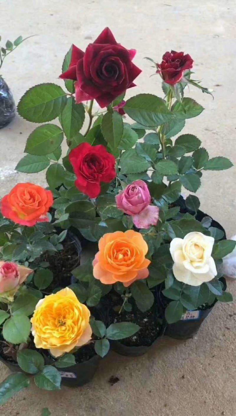 各种玫瑰花苗花色齐全花期长基地直销量大从优