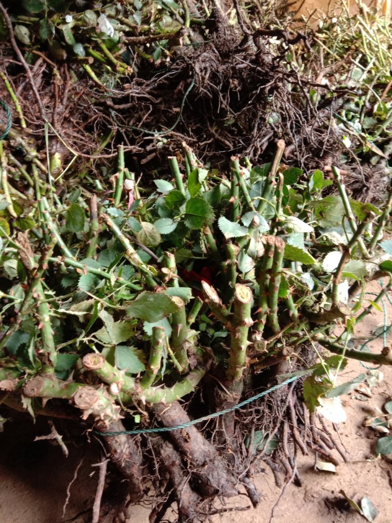 各种玫瑰花苗花色齐全花期长基地直销量大从优