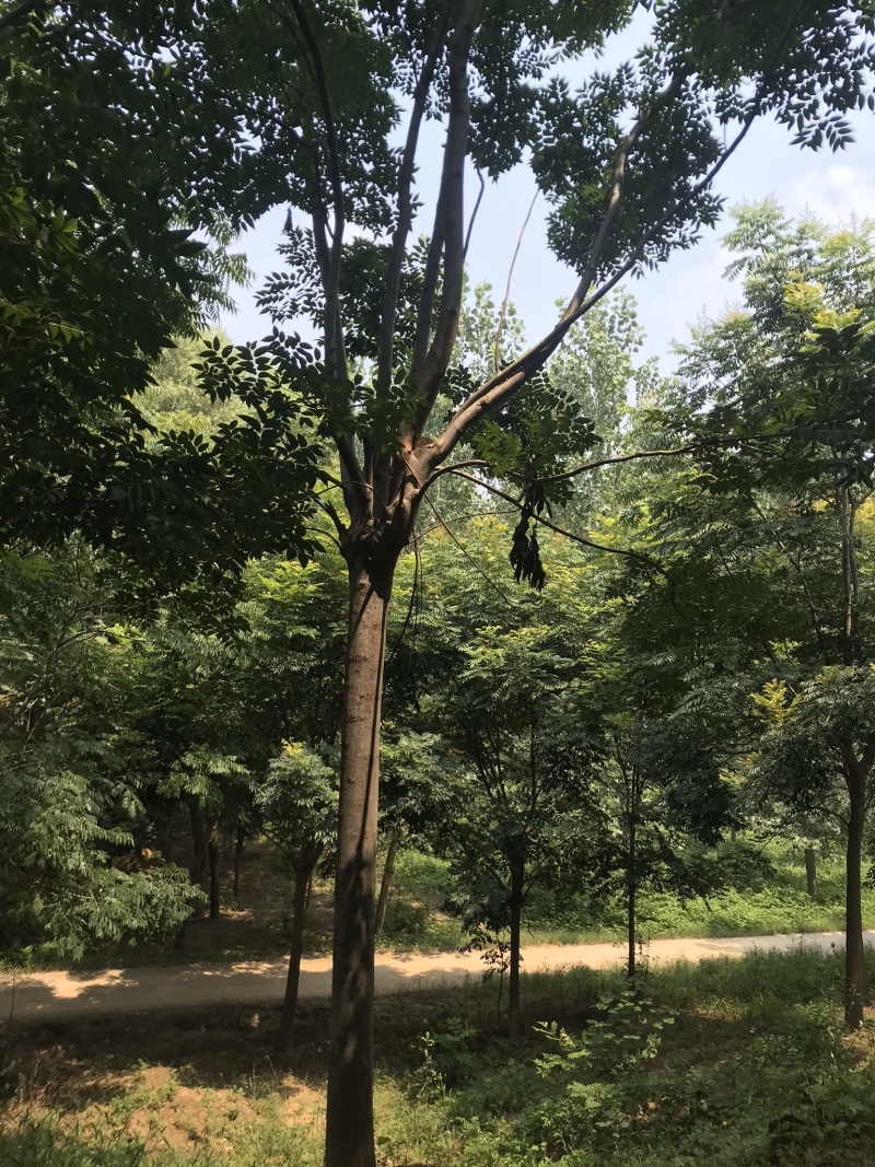 江苏优质栾树10公分一20公分基地直销量大从优