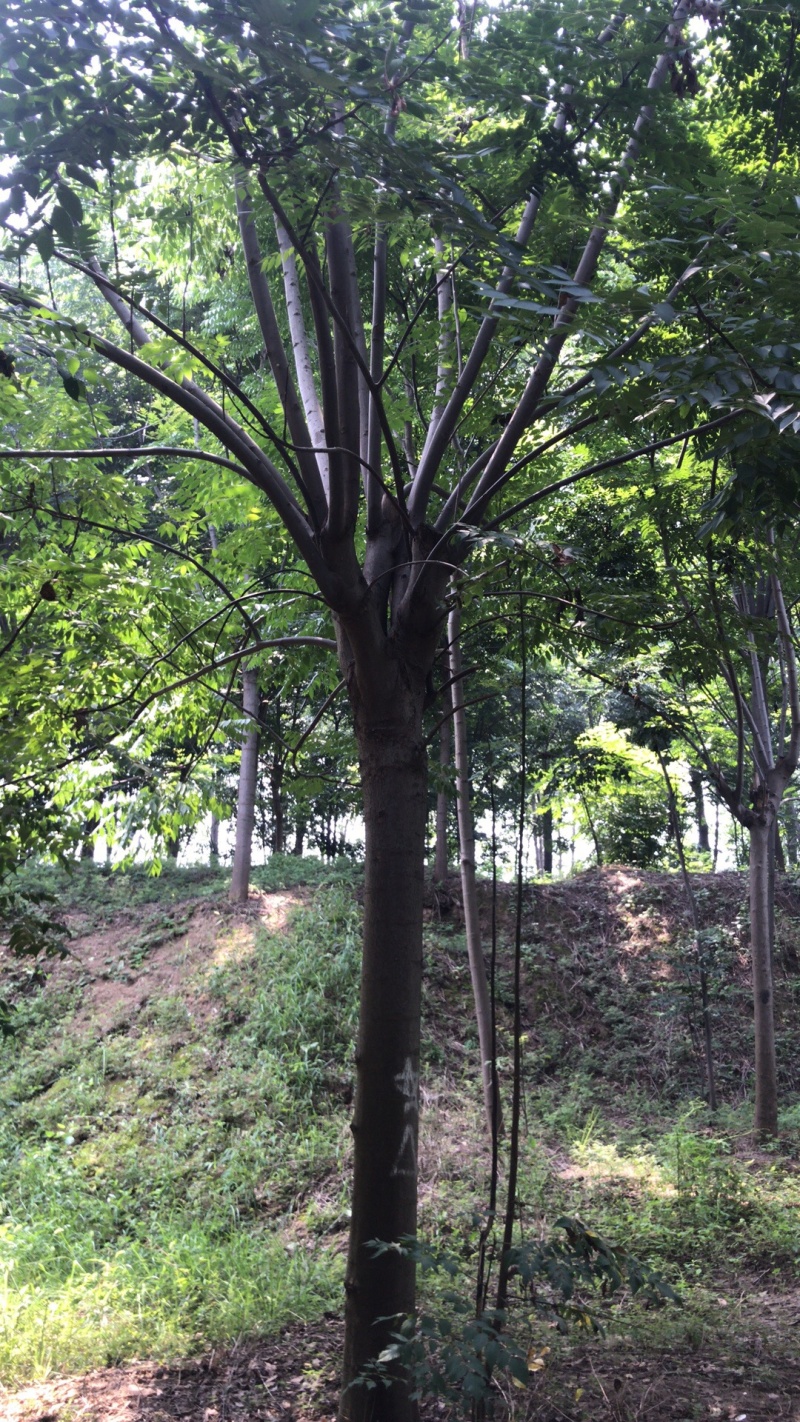 江苏优质栾树10公分一20公分基地直销量大从优