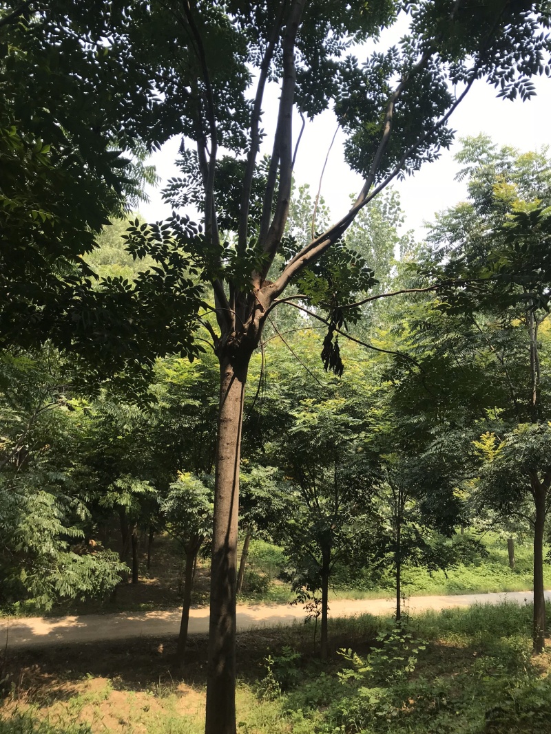 江苏优质栾树10公分一20公分基地直销量大从优