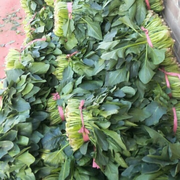 大叶菠菜