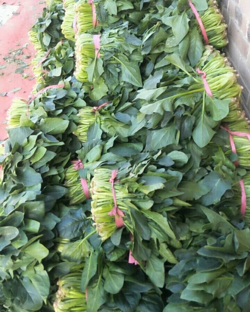 大叶菠菜
