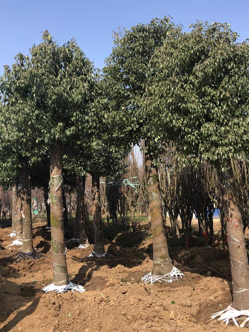 精品香樟8公分到20公分质量保证代发全国