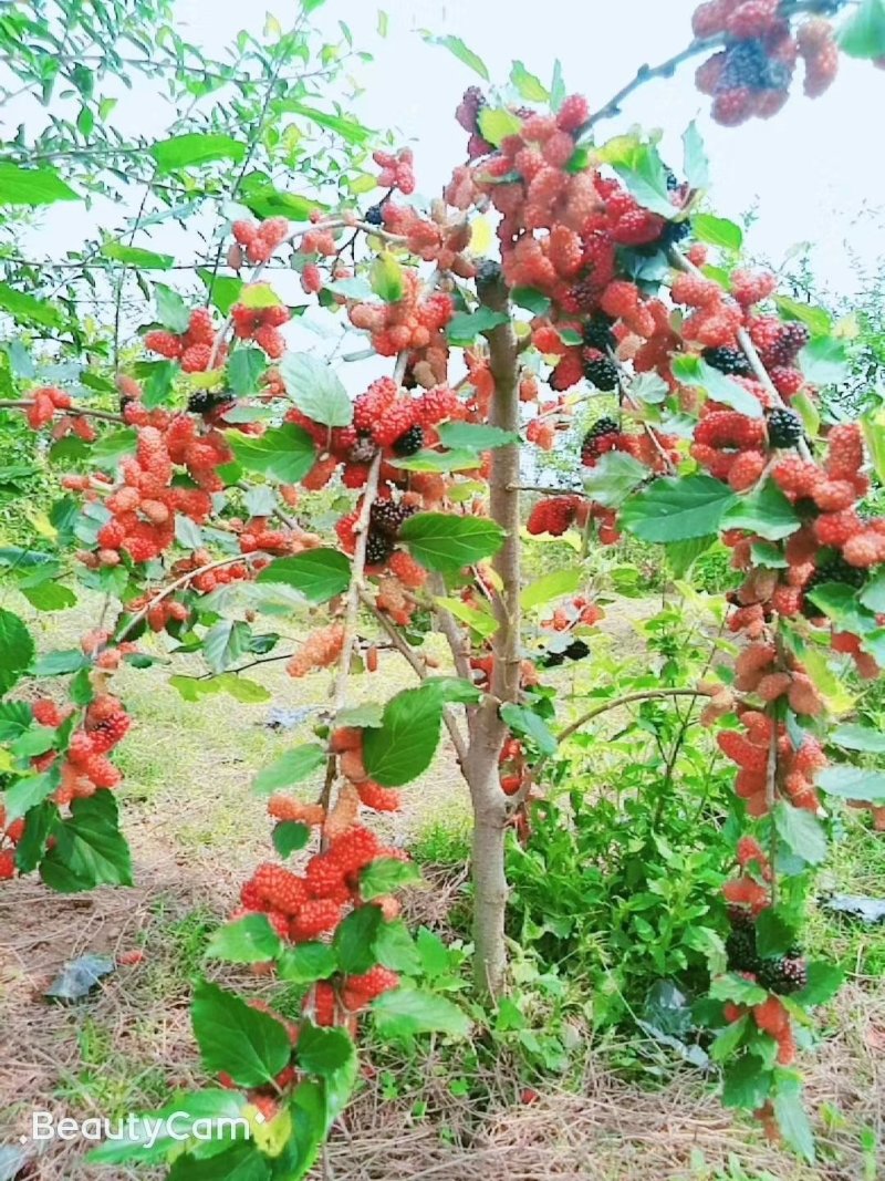 长果桑树苗无籽大十桑葚苗地栽