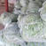 绿扁豆扁青芸豆营养丰富鲜嫩爽口品质保证欢迎选购。