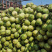 海南东郊椰子，厂家一手货源，产地直销，货源稳定