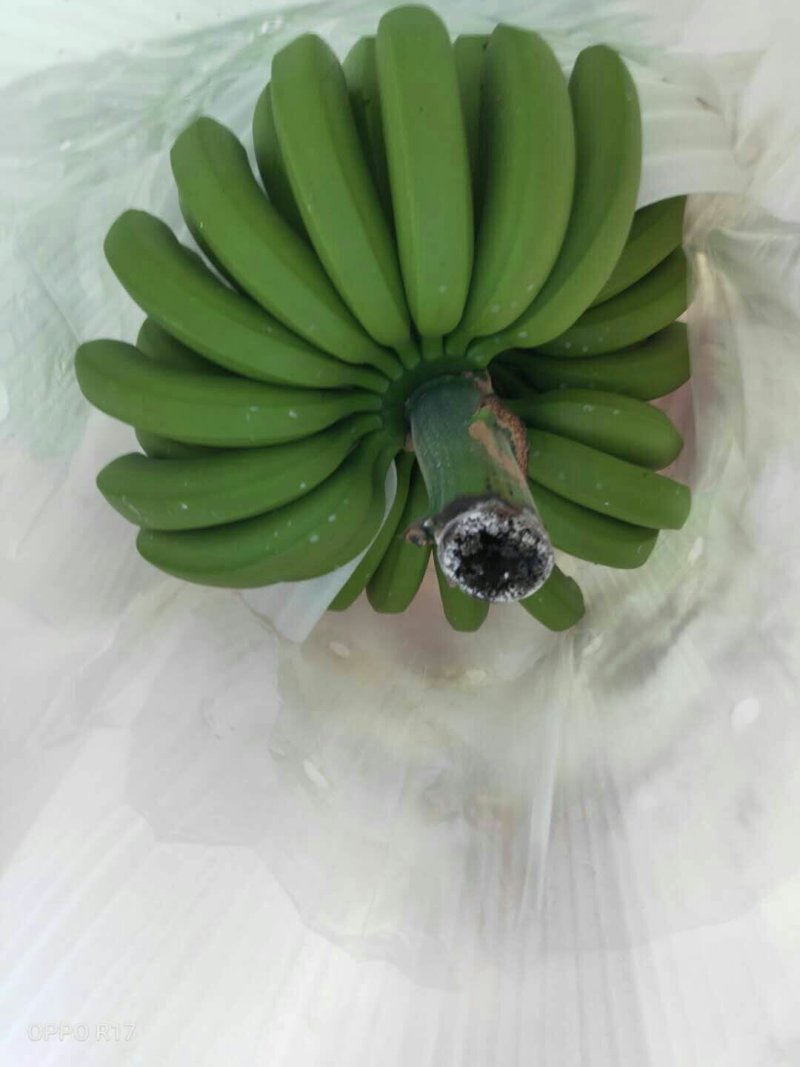 百感果