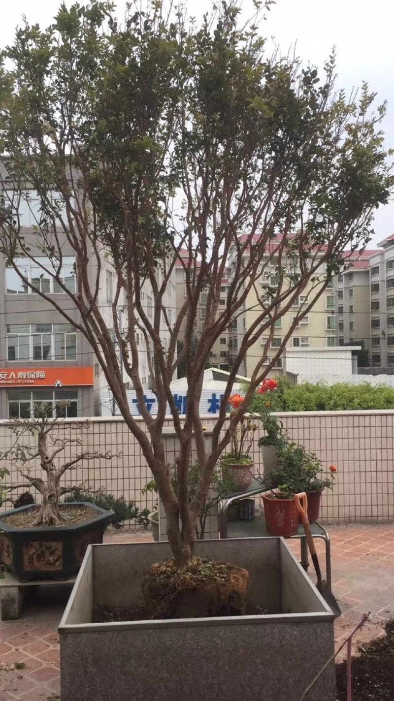 盆栽四季嘉宝果苗院庭首选