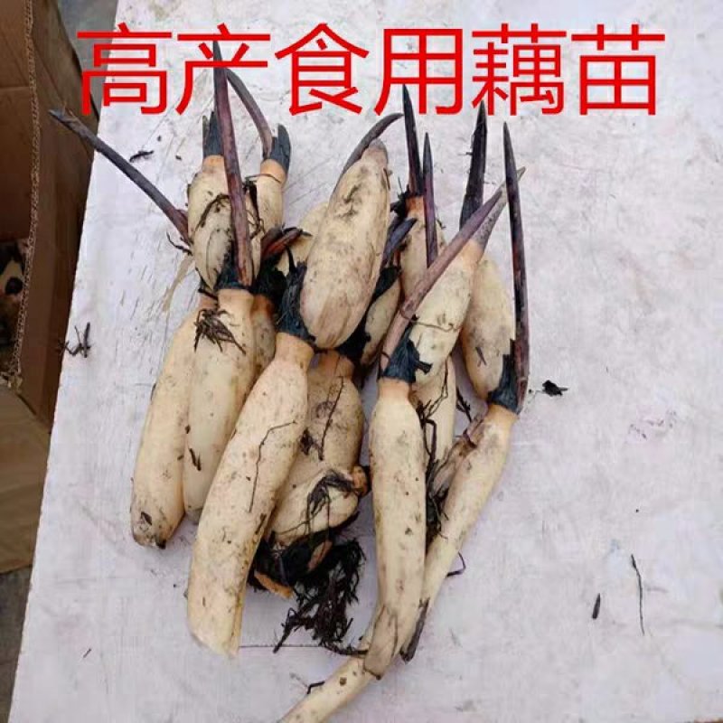 高产莲藕苗浅水藕深水藕鄂莲系列粉藕苗