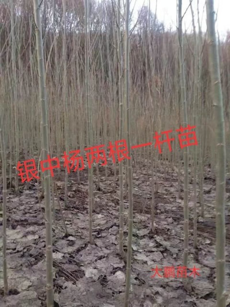 预定苗木支持三个月时间签购销合同
