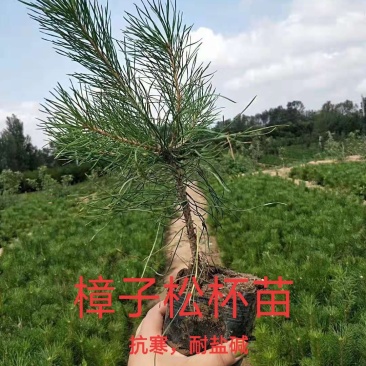 预定苗木支持三个月时间签购销合同